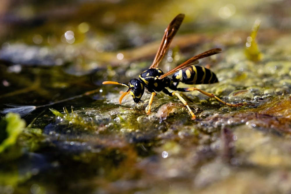 Gros plan macro : Guêpe jaune et noire sur surface humide Guêpe jaune et noire en gros plan, posée sur une surface gluante et verte, s'abreuvant. Lumière vive et reflets bokeh.