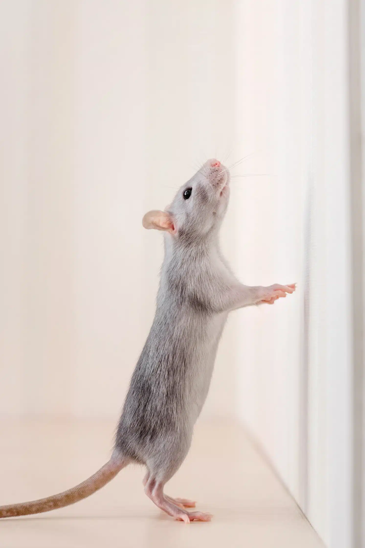 Rat domestique gris-bleu dressé sur ses pattes arrière, flairant l'air avec curiosité contre un fond clair et minimaliste.