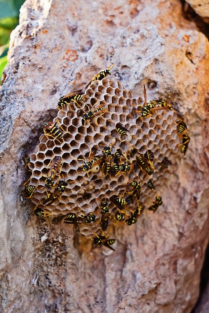 Guêpes s'activant sur un nid aux cellules hexagonales fixé sur une paroi rocheuse.