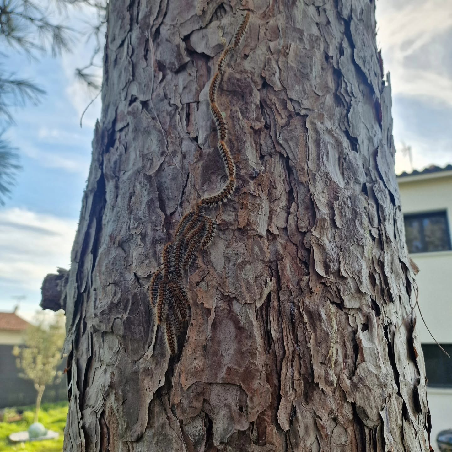 Chenilles processionnaires en file indienne descendant le tronc d'un pin dans un jardin.