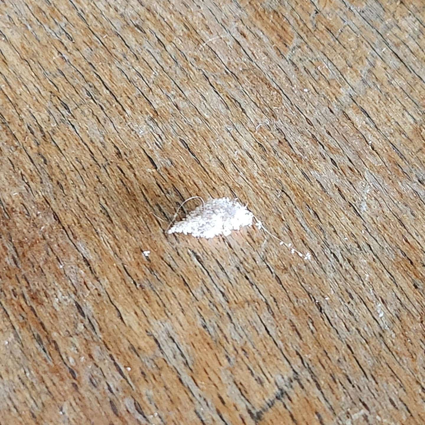 Petit amas blanc duveteux, peut-être une cochenille farineuse, sur une surface en bois clair avec un grain marqué.
