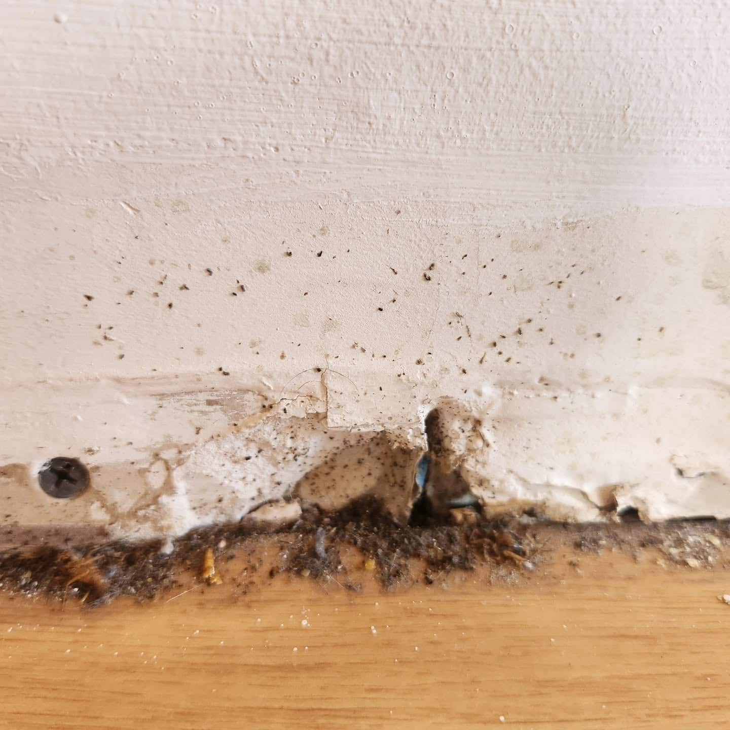 Mur endommagé avec peinture qui s'écaille, traces de moisissure et débris à la base d'une plinthe blanche sur parquet.
