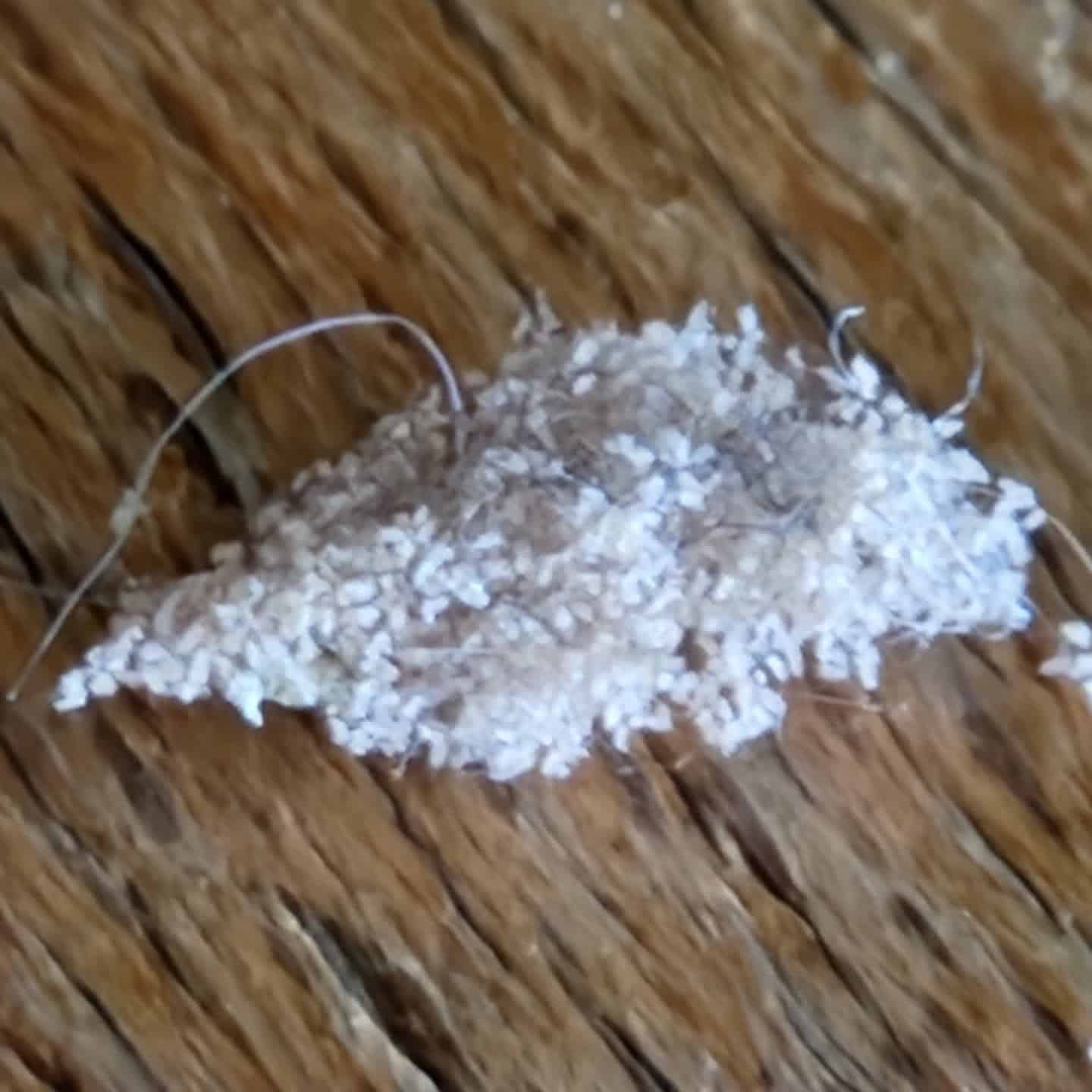 Amas blanc de minuscules cocons d'insectes ou œufs sur une surface en bois texturée et sombre.