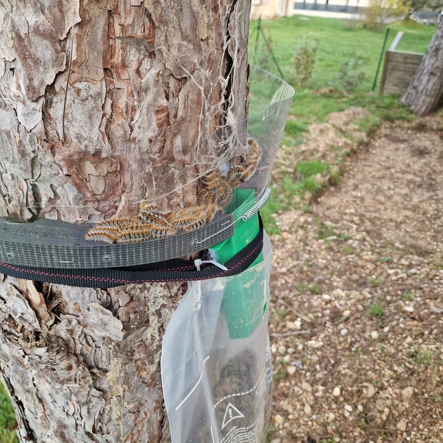 Piège pour chenilles processionnaires du pin sur un tronc Chenilles processionnaires du pin piégées dans un collier sur un tronc d'arbre avant d'entrer dans un sac de collecte.