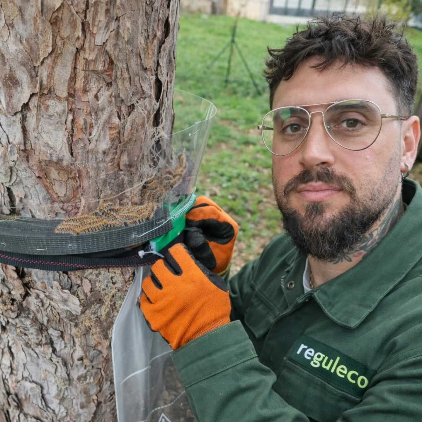 Technicien Reguleco installant un piège à chenilles processionnaires sur un tronc d'arbre avec des gants orange.